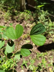 Bauhinia ungulata