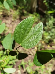Bauhinia ungulata
