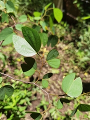 Bauhinia ungulata