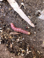 Litoprosopus coachella