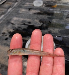 Gobionellus oceanicus