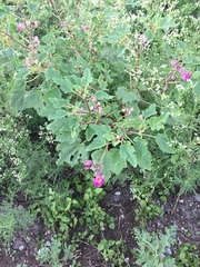 Proboscidea louisianica fragrans