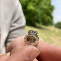 Gobionellus oceanicus