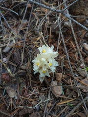 Pityopus californicus