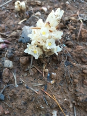 Pityopus californicus