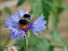 Bombus lapidarius