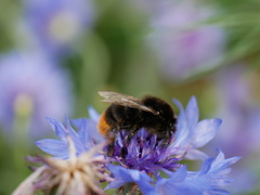 Bombus lapidarius