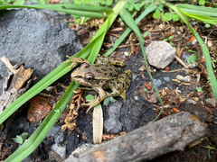 Lithobates montezumae