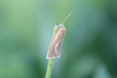 Aphelia viburnana