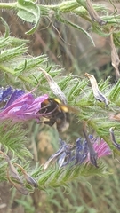 Bombus ruderatus
