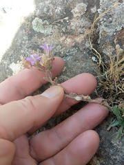 Campanula erinus