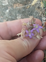 Campanula erinus