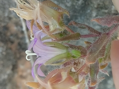 Campanula erinus