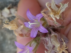 Campanula erinus