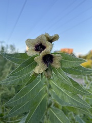 Hyoscyamus niger
