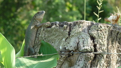 Ctenosaura acanthura