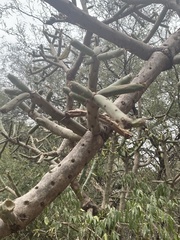 Quiabentia verticillata