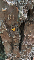 Monocesta coryli