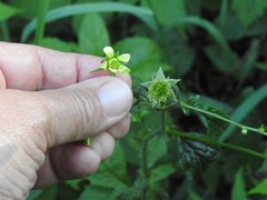 Geum × catlingii