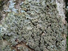 Pseudocyphellaria multifida