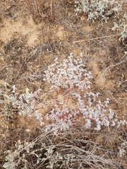 Goniolimon tataricum
