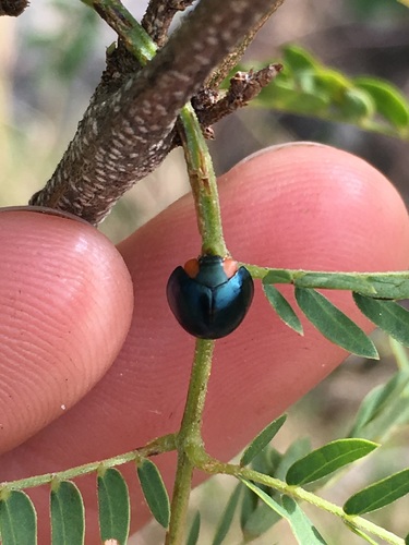 Metallic Blue Lady Beetle
