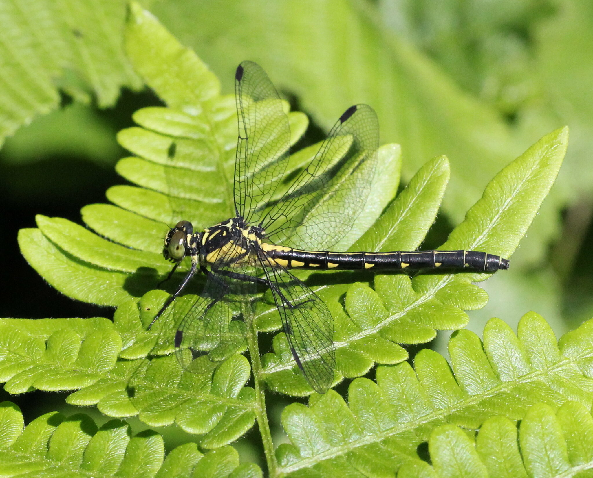 dragonfly macro by dannyoshea