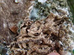 Pseudocyphellaria multifida