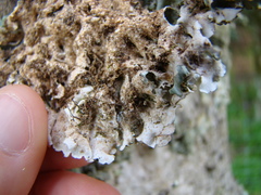 Pseudocyphellaria multifida