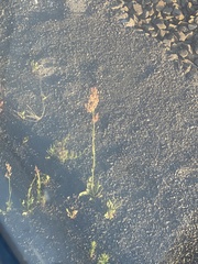 Rumex thyrsiflorus