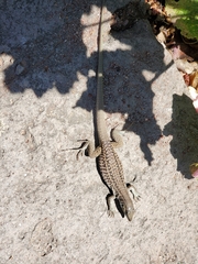 Aspidoscelis exsanguis