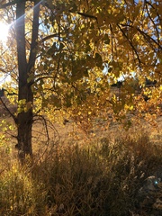 Populus deltoides monilifera