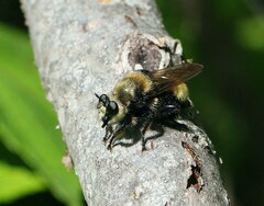 Laphria insignis