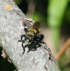 Laphria insignis