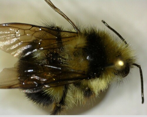 iNaturalist observation photo of Bumble Bees