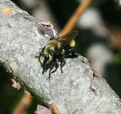 Laphria insignis