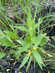 Lysimachia thyrsiflora