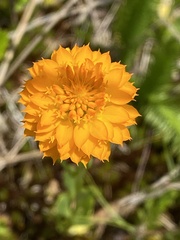 Polygala lutea