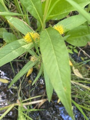 Lysimachia thyrsiflora
