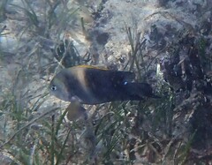 Chrysiptera biocellata