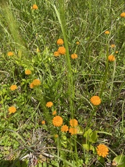 Polygala lutea