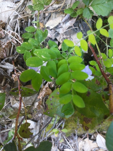 Image of Lathyrus torreyi by no rights reserved
