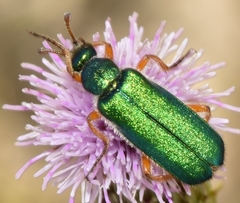 Cerocoma schaefferi