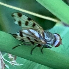 Melieria omissa