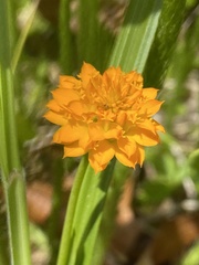 Polygala lutea