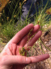 Carex fracta