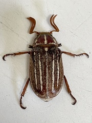 Polyphylla crinita
