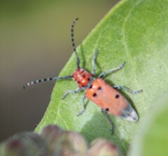 Tetraopes annulatus