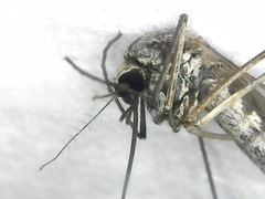 Aedes communis