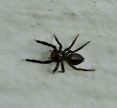 Euophrys frontalis